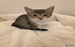 Mixed Breed cats for sale: 1 boy 4 girls ready for new homes.  - Image 5