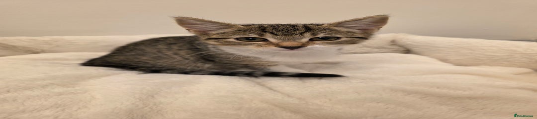 Mixed Breed Kitten 4