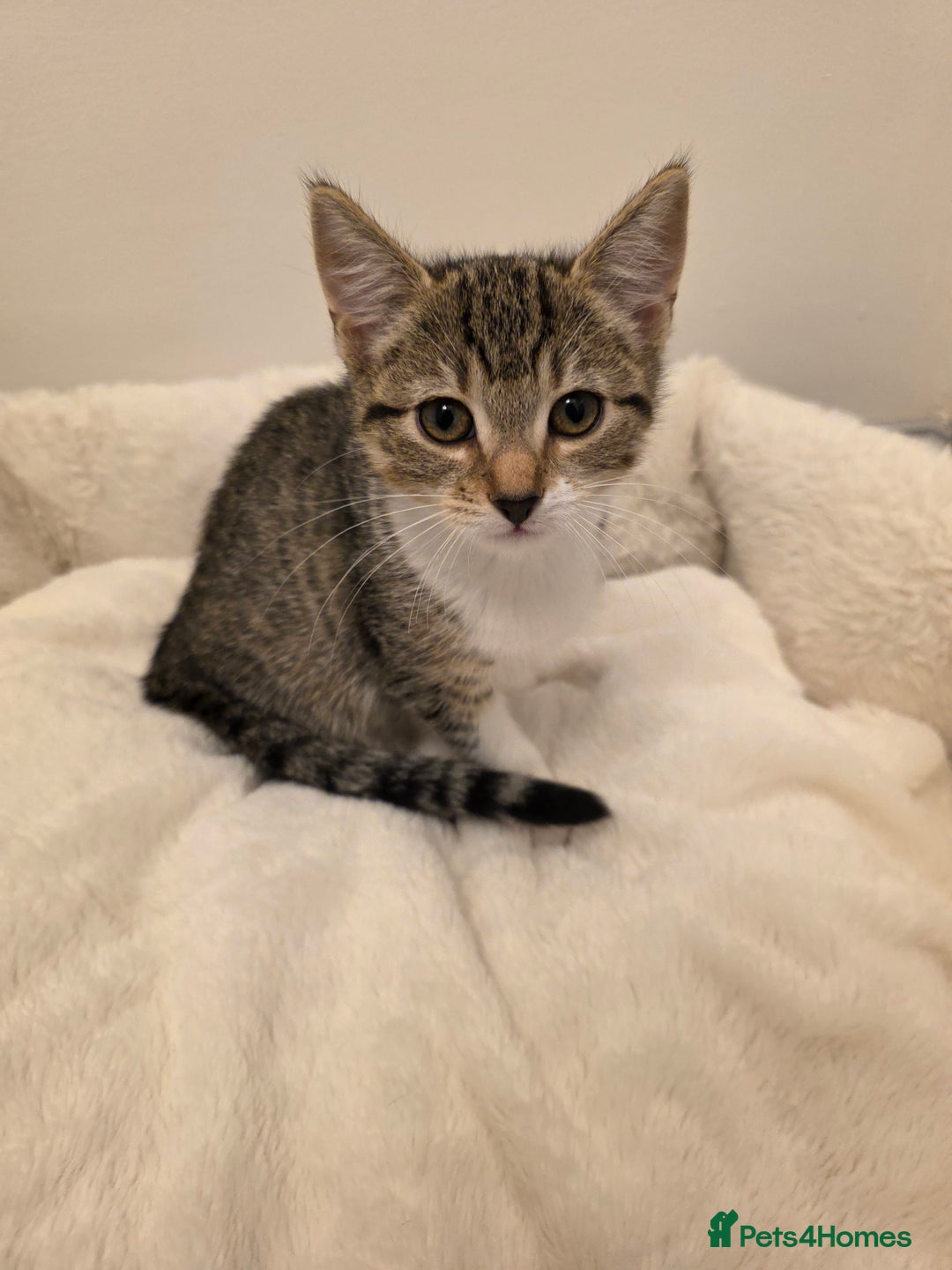 Mixed Breed cats for sale: 1 boy 4 girls ready for new homes.  - Image 5