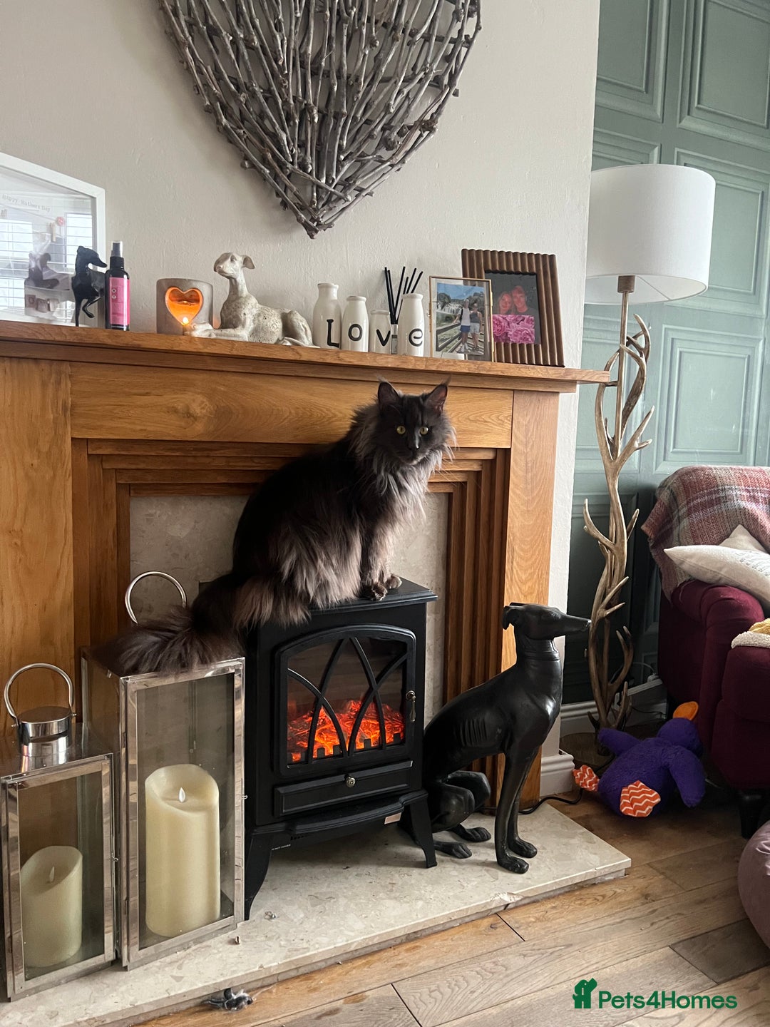 Maine Coon cats for sale: Chunky and fluffy Mainecoon kittens - Image 24