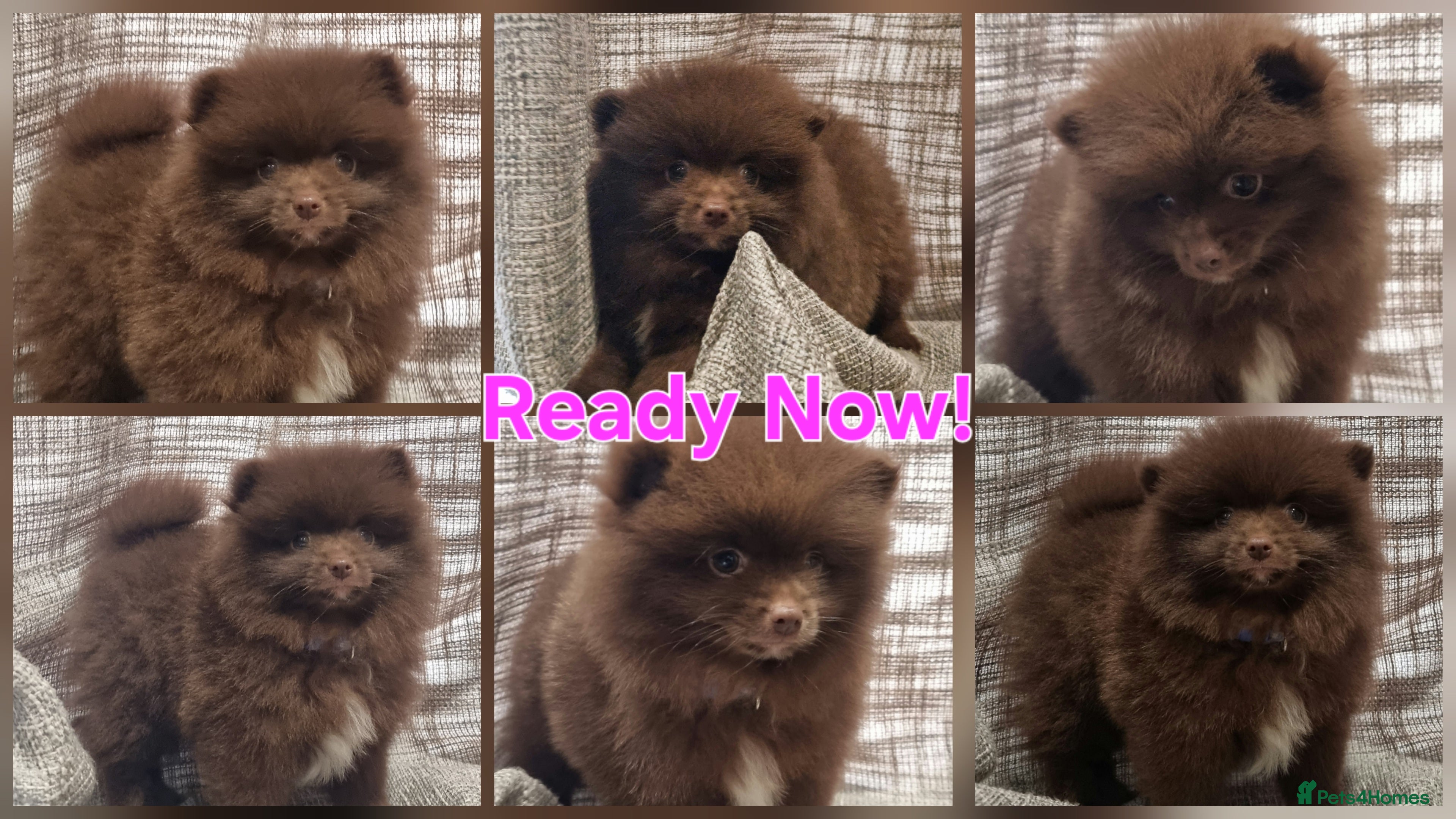 Pomeranian dogs 🐾🌟 Beautiful Pomeranian Puppies - Ready Now🌟🐾 - Advert 1