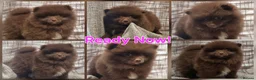 Pomeranian dogs for sale: 🐾🌟 Beautiful Pomeranian Puppies - Ready Now🌟🐾 - Advert 4