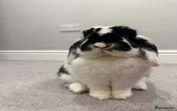 Mini Lop rabbits for sale: Selling a mini lop called Mello - Image 2
