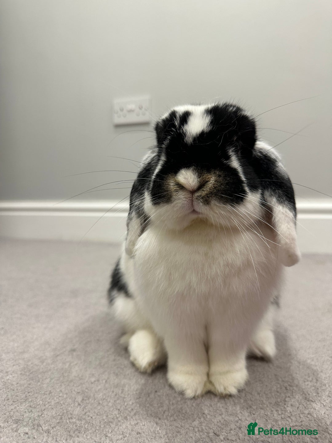 Mini Lop rabbits for sale: Selling a mini lop called Mello - Image 2