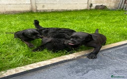 Patterdale Terrier dogs for sale: Patterdale terrier pups  - Image 18