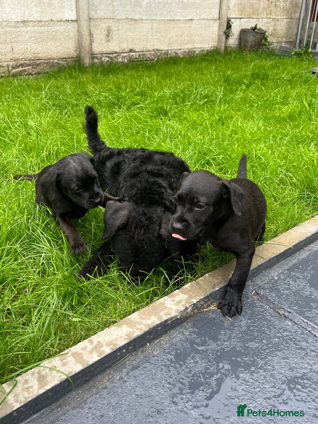 Patterdale Terrier dogs for sale: Patterdale terrier pups  - Image 18