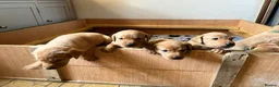 Labrador Retriever dogs for sale: KC registered Fox Red Labrador Puppies in Whitchurch - Advert 6
