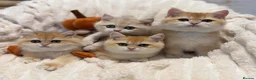 British Shorthair cats for sale: 🧡 Adorable pedigree Golden British Shorthairs 🧡 - Advert 4