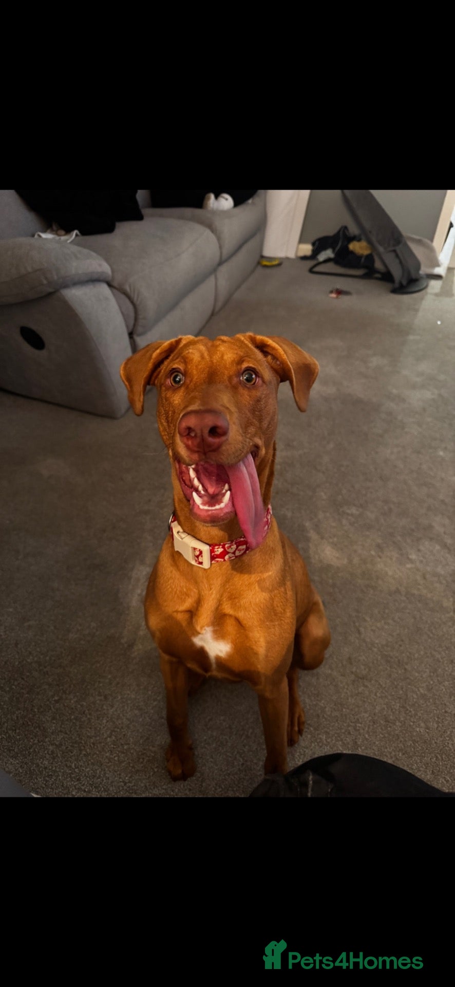 Mixed Breed dogs  Female doberdor - Advert 2