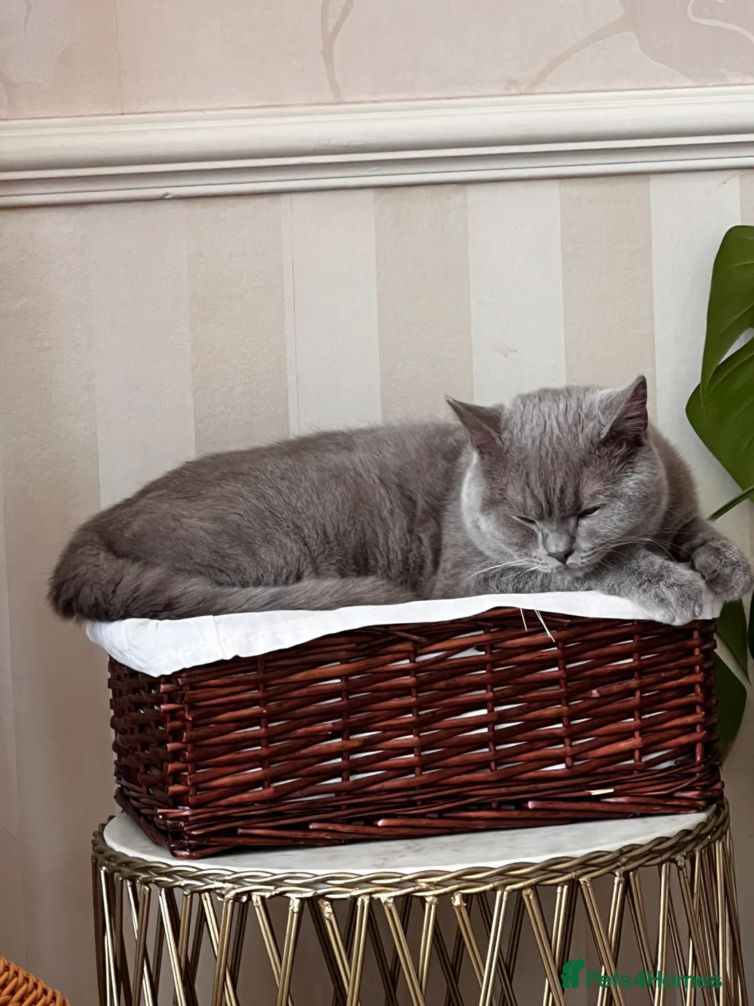 British Shorthair cats for sale: British Short hair - 2 males, 6 months - Advert 3