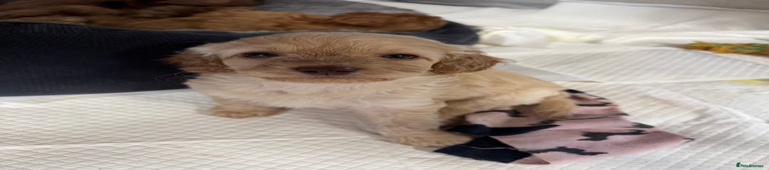 Cavapoo Puppy 1