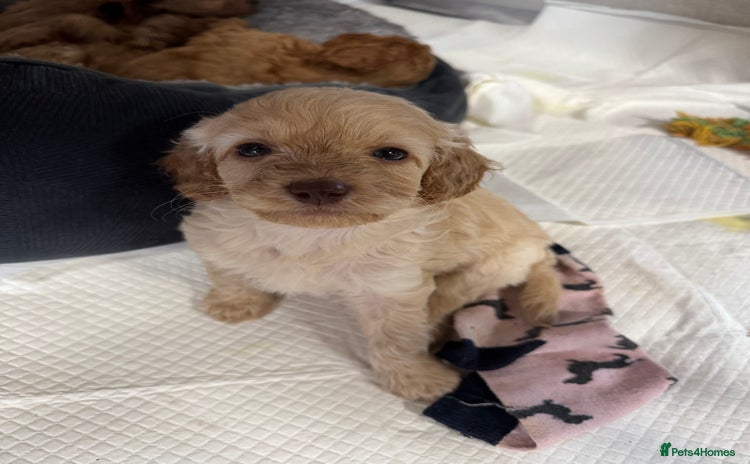 Cavapoo dogs - Advert 10