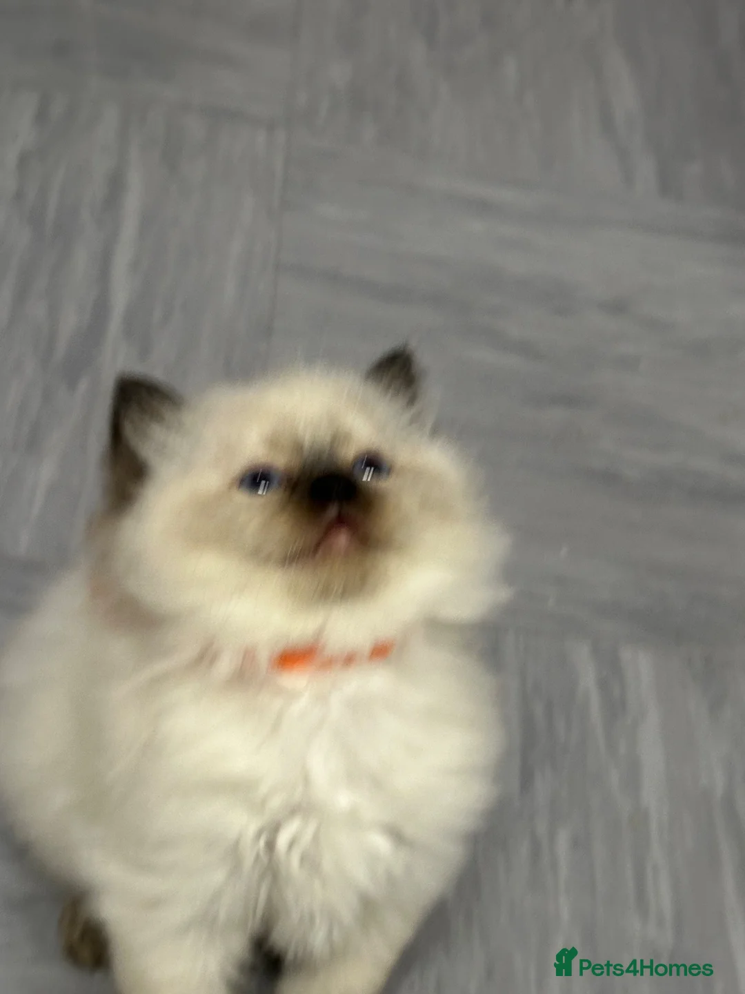 Ragdoll cats for sale: Pure Ragdolls/OPEN TO OFFERS - Advert 30