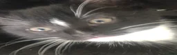 Mixed Breed cats for sale: Fluffy friendly kittens ready for their new homes  - Advert 9
