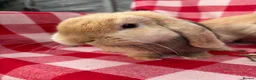 Mini Lop rabbits for sale: Gorgeous Mini Lops  - Advert 7