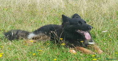 German Shepherd dogs Adorable 6-Week-Old Puppy Look Her Forever Home! - Advert 13