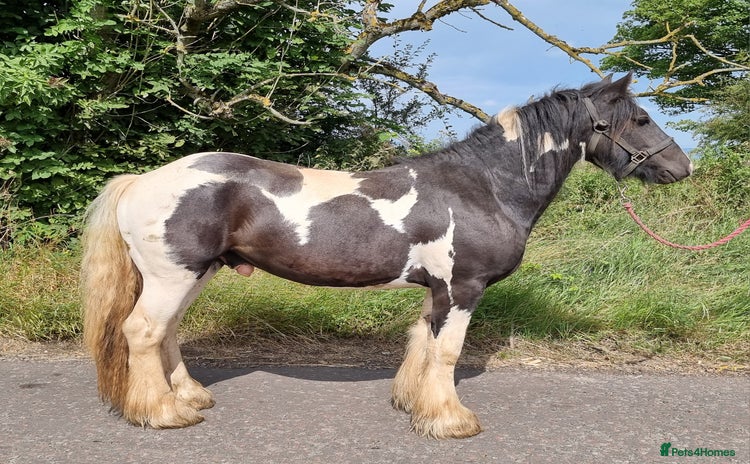Irish Cob horses - Advert 6