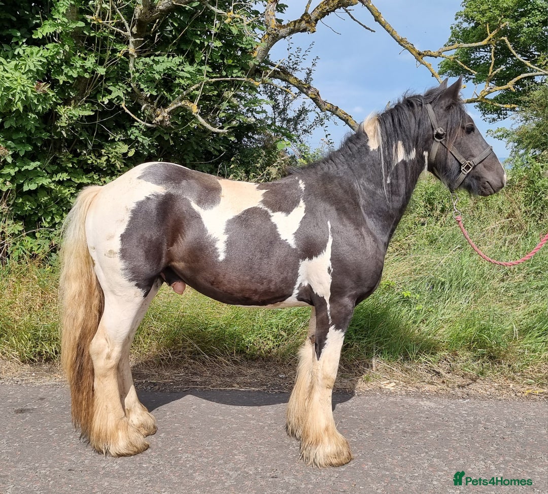 Irish Cob horses for sale: 2yo Cob Gelding to make 14.3hh - Image 1