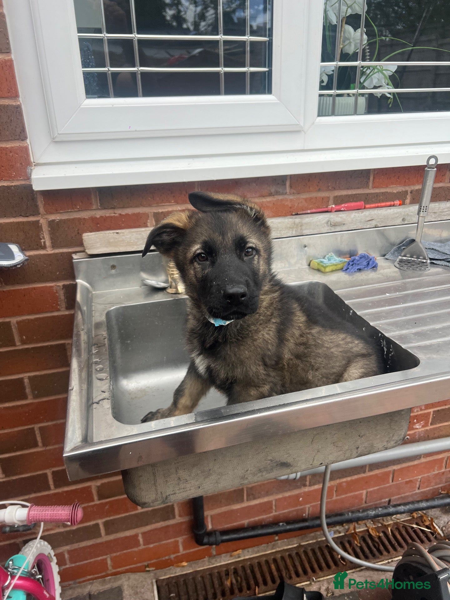 German Shepherd dogs TOP BLOODLINE CZECH GERMAN SHEPHERD PUPS!  - Advert 5