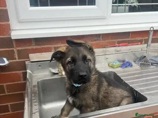 German Shepherd dogs TOP BLOODLINE CZECH GERMAN SHEPHERD PUPS! - Advert 5
