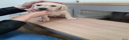 Goldador dogs for sale: Chunky lab x golden retriever puppies - Advert 14