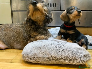 Dachshund dogs KC reg Standard Wire Haired Dachshunds - Advert 1