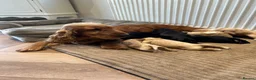 Cocker Spaniel dogs for sale: Quality DNA clear show cocker spaniels  - Advert 5
