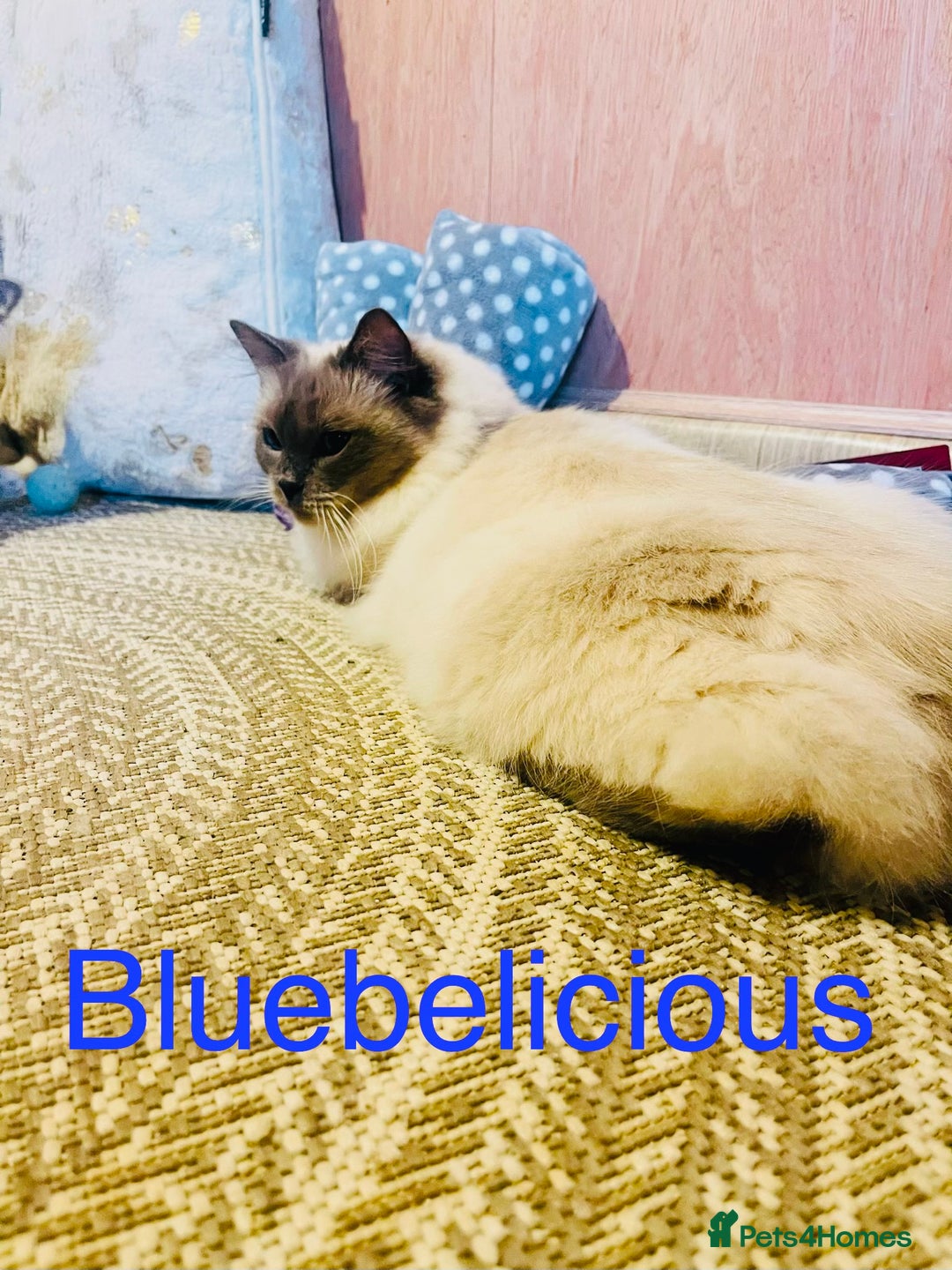 Ragdoll cats for sale: Ragdoll kittens ready 28th Jan  - Advert 2