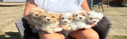 Maltipoo dogs for sale: Maltipoo puppies  - Advert 13