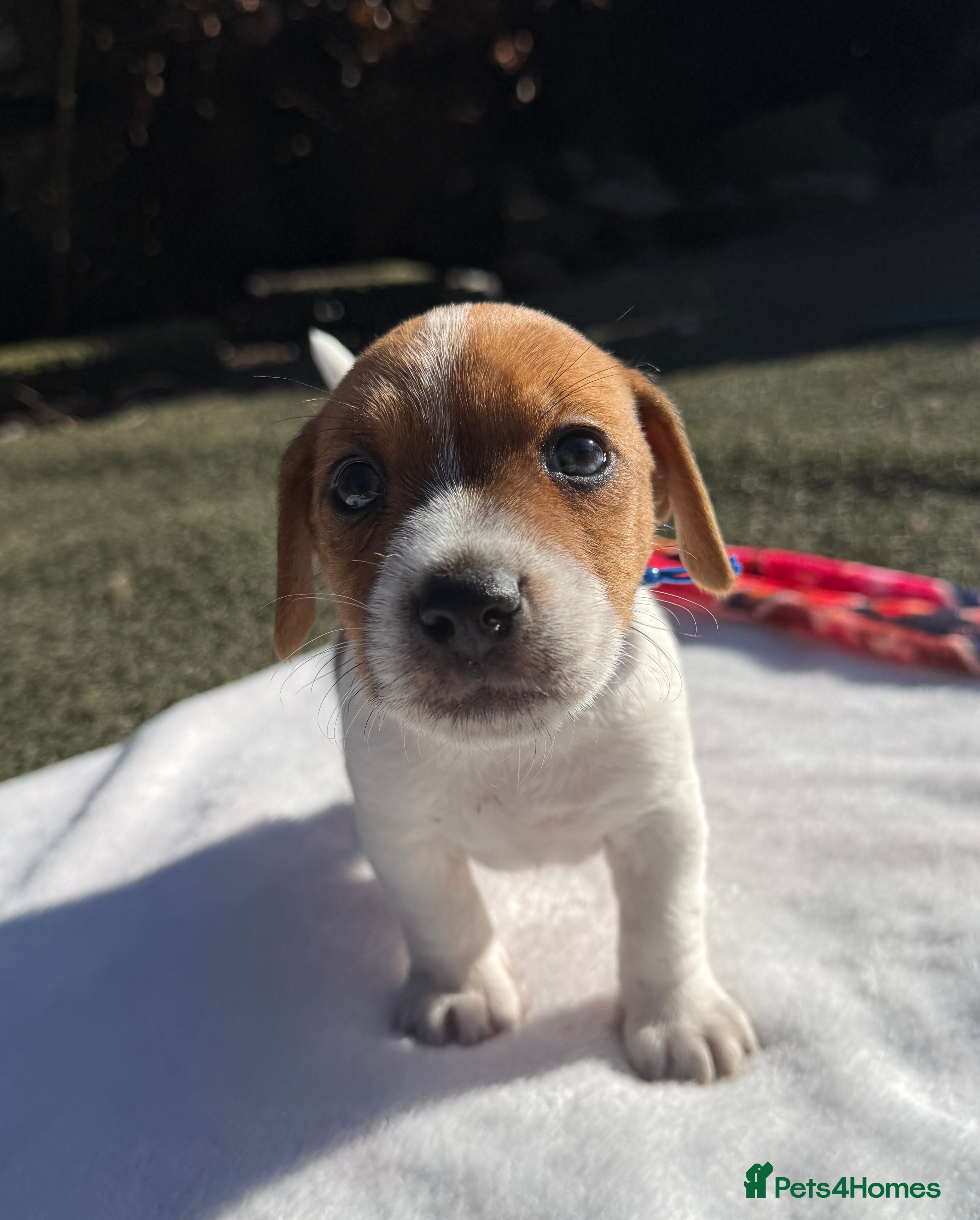 Jack Russell dogs Bred From Health Tested Parents Jack Russell Pups - Advert 1