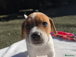 Jack Russell dogs Bred From Health Tested Parents Jack Russell Pups - Advert 1