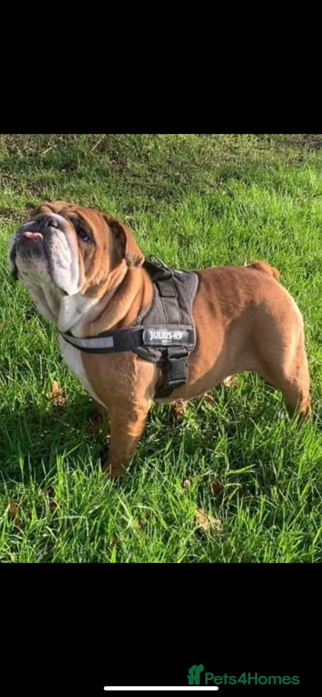 English Bulldog dogs for stud: Standard English bulldog  - Advert 5