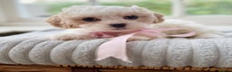 Cavapoochon dogs for sale: Cavapoochon puppies ready to leave 23 December  - Advert 16