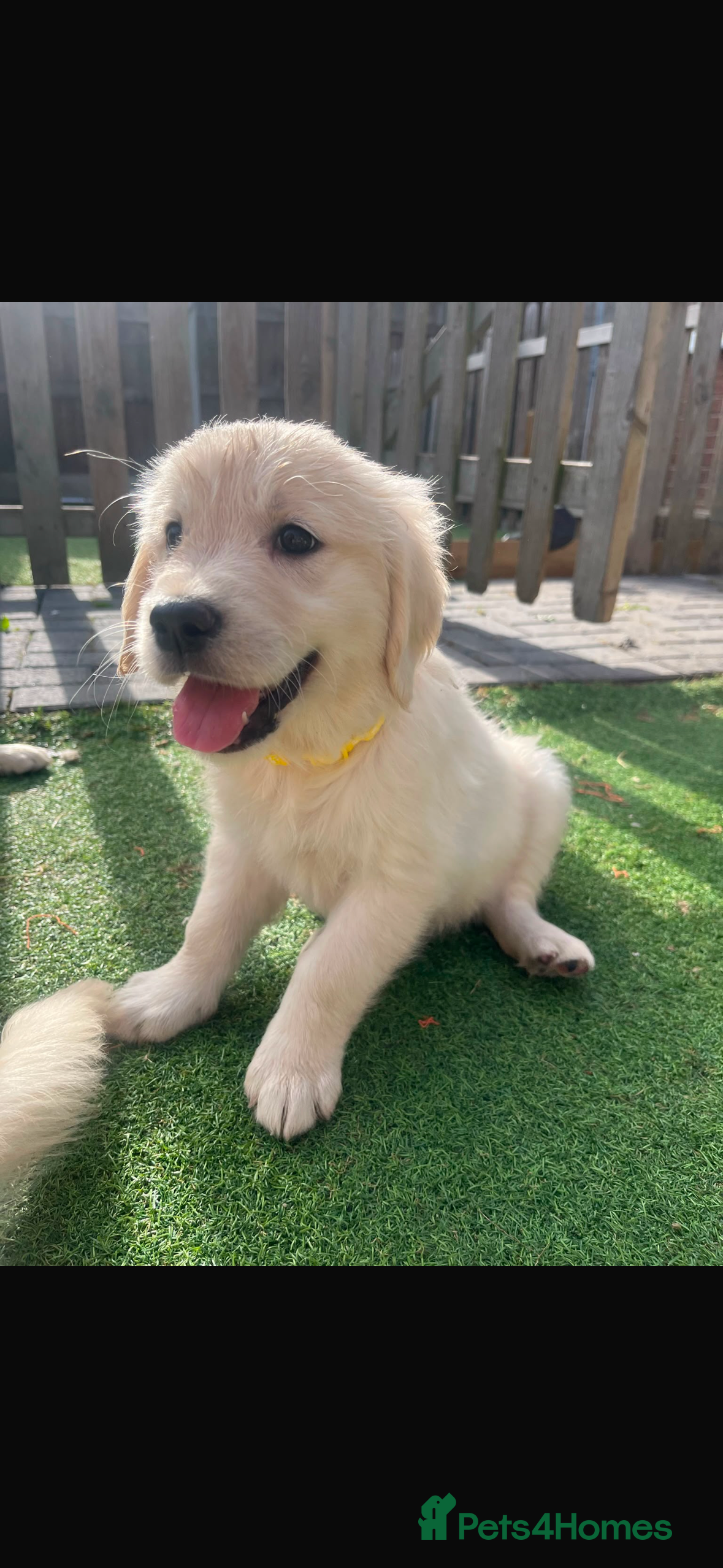 Golden Retriever dogs Gorgeous golden retriever puppies 🐶  - Advert 2