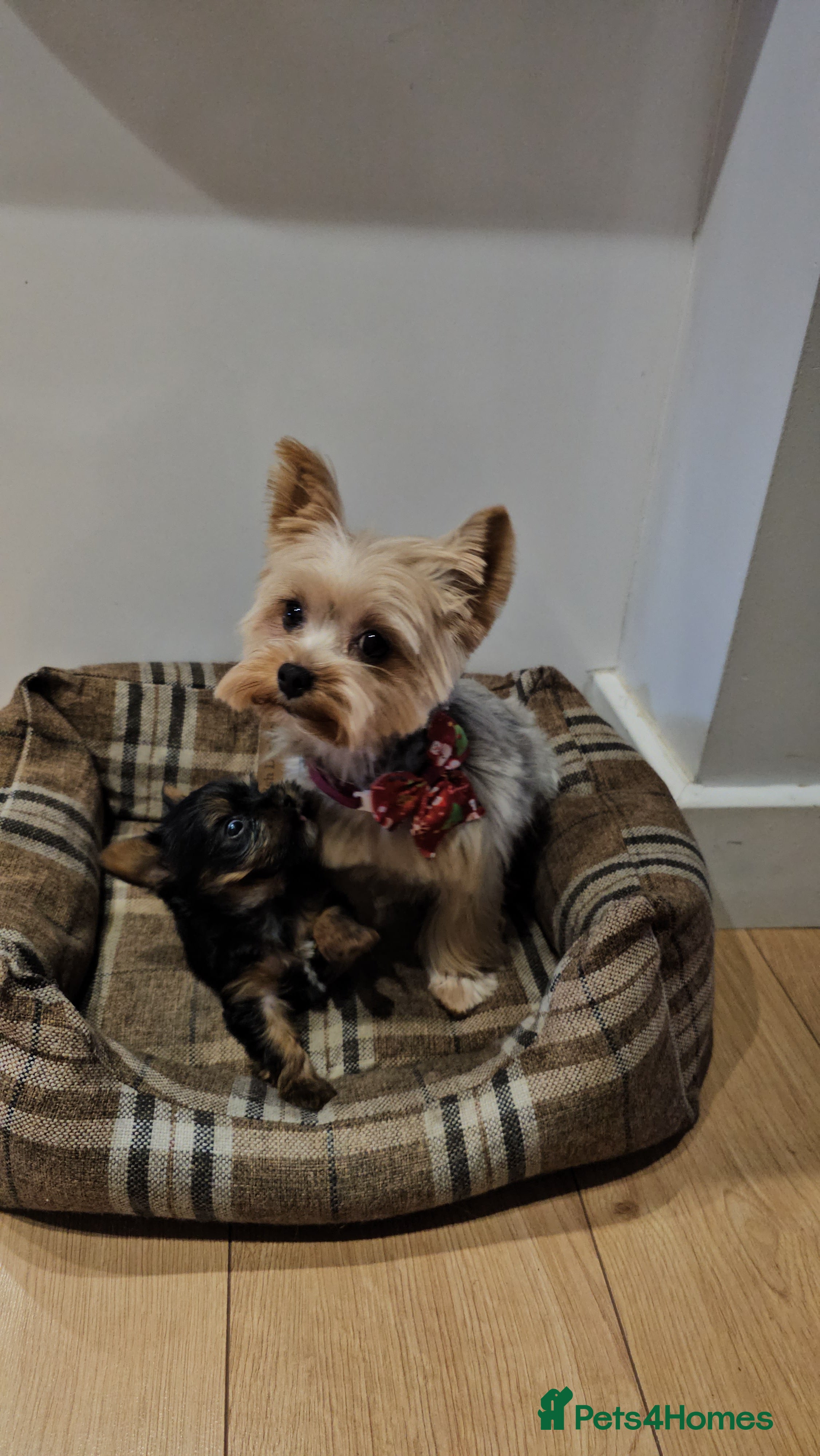 Yorkshire Terrier dogs Little boy "Oreo" for sale - Advert 8