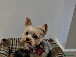Yorkshire Terrier dogs Little boy "Oreo" for sale - Advert 2