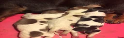 Miniature Dachshund dogs for sale: Piebald miniature dachshund pups ready now! - Advert 7