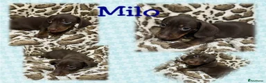 Dachshund Puppy 2