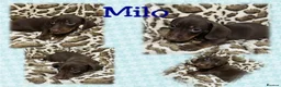 Dachshund dogs for sale: 🩷Amazing dachshund puppies🩷 - Advert 33