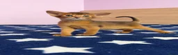 Abyssinian cats for sale: Beautiful GCCF Registered Abyssinian Kittens 💙❤️ - Advert 29