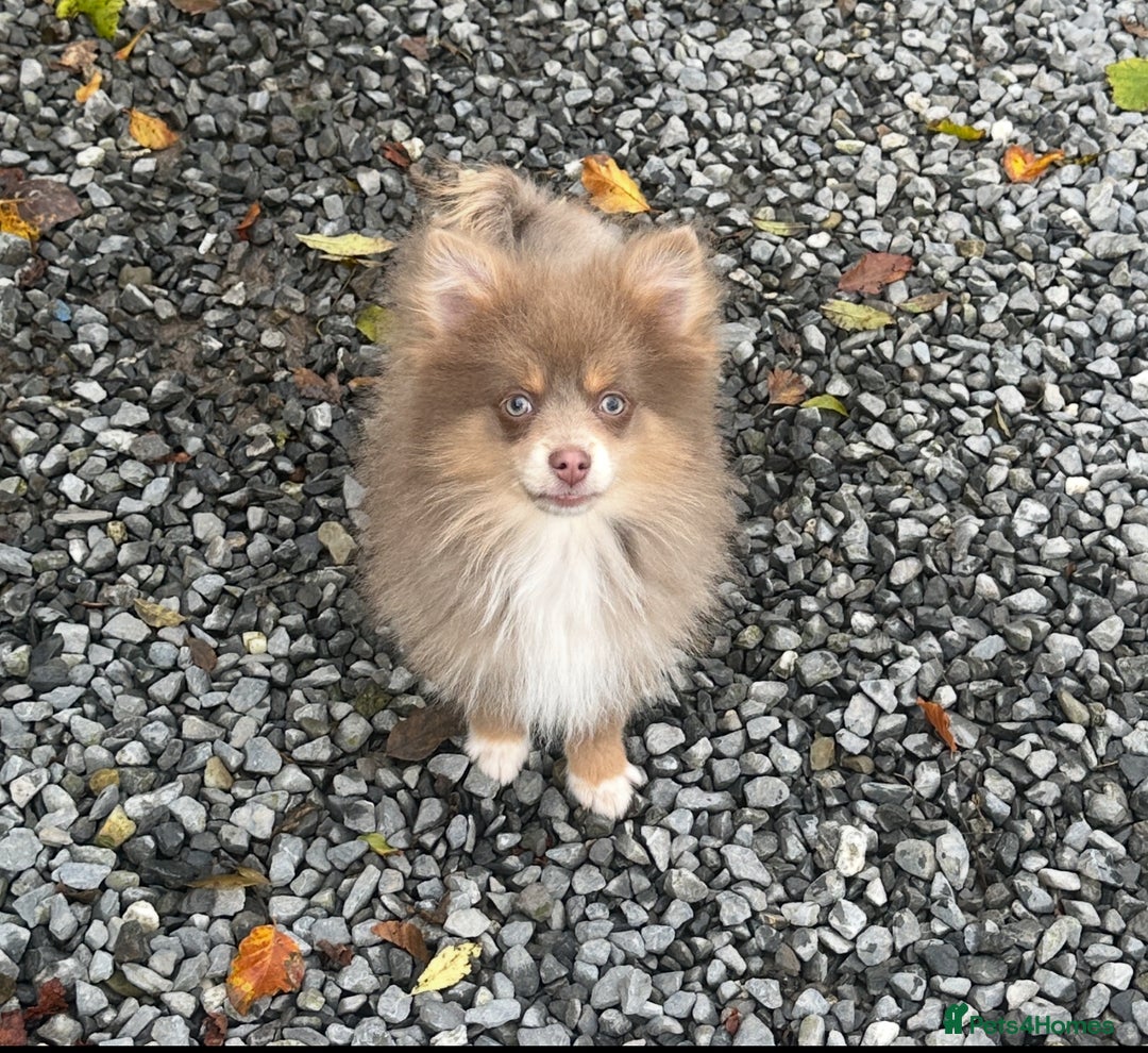 Pomsky dogs for sale: Tiny toysize lilac Pomsky male puppy for sale  - Image 1