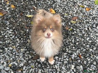Pomsky dogs - Advert 4