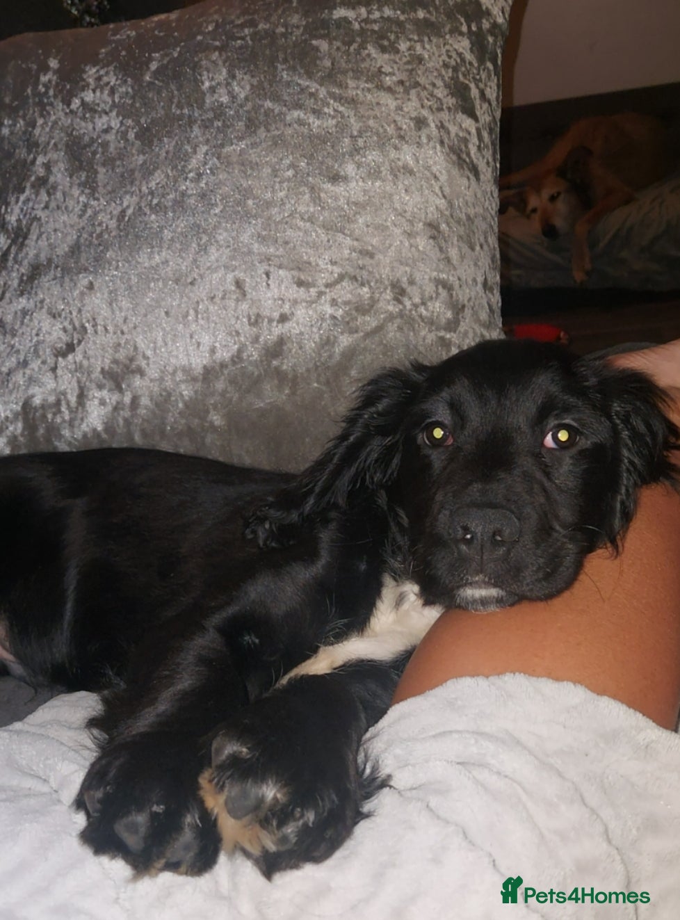 Sprocker dogs F1 SPROCKER SPANIELS ( 1 BOY LEFT )  - Advert 1