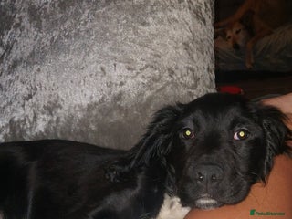 Sprocker dogs F1 SPROCKER SPANIELS ( 1 BOY LEFT ) - Advert 1