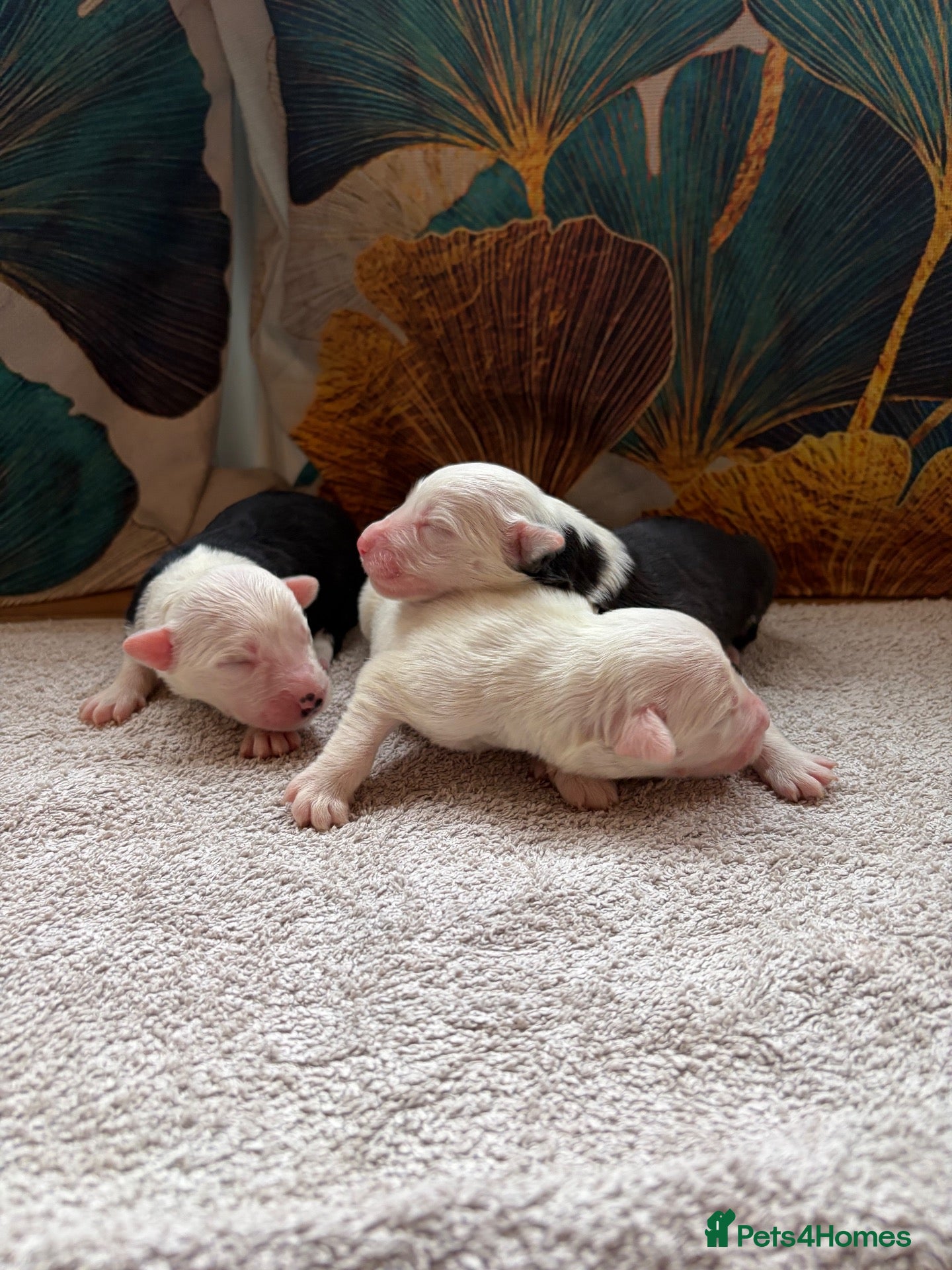 Mixed Breed dogs Old English Sheepdog mix - Advert 5