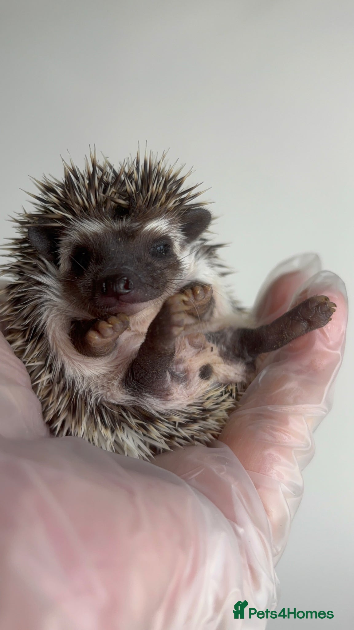 Pygmy Hedgehog rodents African Pygmy Hedgehog  - Advert 3