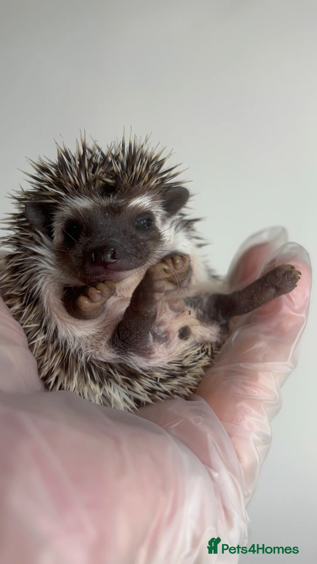 Pygmy Hedgehog rodents for sale: African Pygmy Hedgehog  in Eastleigh - Advert 1