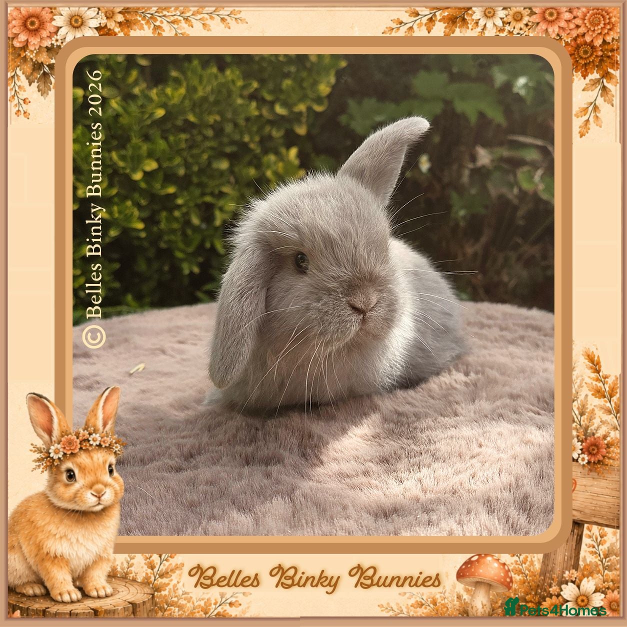 Mini Lop rabbits 🌻Beautiful Baby Mini Lops 🌻 Ready 11th Sep - Advert 2