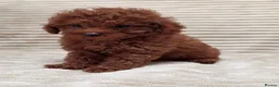Toy Poodle dogs for sale:  Red Toy Poodle Puppies – Asian Teddy Bear Type in Motherwell - Advert 3