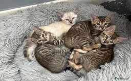 Bengal cats for sale: Bengal kittens  - Image 5